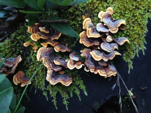 There is fungus among us and it's beautiful!